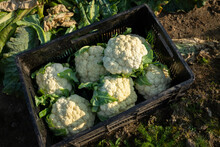 Box With Organic Cauliflower
