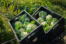 Boxes With Organic Cauliflower Loaded On Wheelbarrow