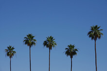 Tall California Fan Palms Under Bight Blue Sky