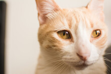 Sad Blond Cat Close Up Portrait