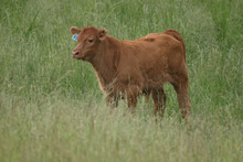 LImosin Beef Cattle Enjoying Summer Grazing On Farm Field With Really Deep Grass On Summer Day