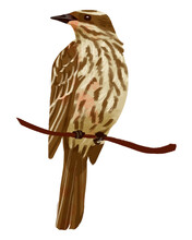 Bird - Brazilian Species