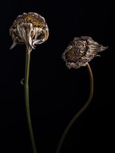 Dried Daisies Against A Black Background