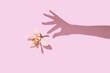 © Yaroslav Danylchenko/Stocksy - Orchid flower with shadow of graceful female hand