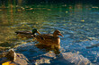 © Mauro Grigollo/Stocksy - Mallard ducks floating on the water of a lake