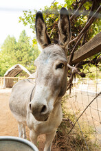 Donkey Farm Animal Brown Colour At Prairie Close Up Head