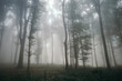 © Cosma Andrei/Stocksy - Surreal beautiful forest with fog