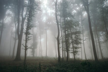 Surreal Beautiful Forest With Fog