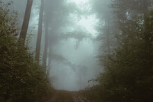 Path Through The Fog