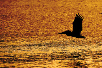 Wall Mural - Pelican Silhouette at Sunset