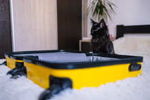 Furry Cat Defending Valise In Bedroom 