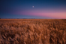 Moon Rising Over Wheat Crop.