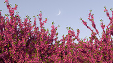 Cercis And The Moon