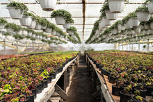 Interior Of Greenhouse With Many Growing Herbs