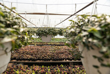 Interior Of Greenhouse With Many Growing Flowers