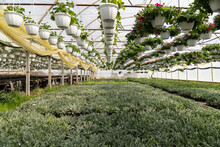 Interior Of Greenhouse With Many Growing Flowers