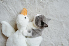 Cat Sleeping With Doll Goose
