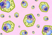 Repeating Pattern Of Plant Cells, Illustration