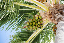 Coconuts In A Palm Tree