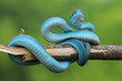 Viper Snake, Blue Snake, Trimeresurus insularis snake,