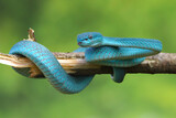 Fototapeta Zwierzęta - Viper Snake, Blue Snake, Trimeresurus insularis snake,