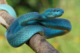 Fototapeta Zwierzęta - Viper Snake, Blue Snake, Trimeresurus insularis snake,