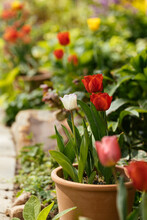 Tulips In A Cottage Garden