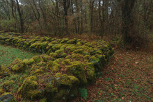 Moss Grows On The Stone Wall Of The Winter Forest.