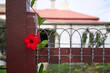 © Rowena Naylor/Stocksy - Bright red blossom on garden fence