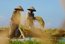 Workers Harvesting In Rice Fields, Shot Behind Tall Grass