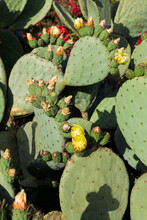 Closeup Of Yellow Flowers Of A  Green Prickly Pear Cactus