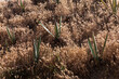 © Shava Cueva/Stocksy - Agaves planted surrounded by bushes reflecting sunlight on them