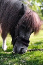 Closeup Shetland Pony Of English Pedigree