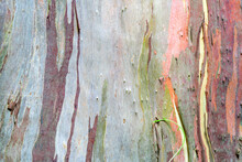 Eucalyptus Bark Texture Abstract Background  Close Up
