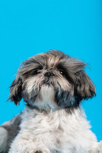 Flury Cute Dog Portrait