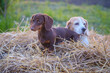 dachshund puppy and beagle sit on straw in summer at sunset