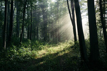 Magical Sun Rays In Forest With Fog