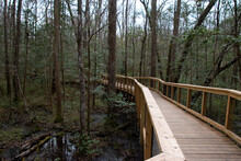 A Path Through Congaree National Park Located In South Carolina And Preserves The Largest Tract Of Old Growth Bottomland Hardwood Forest Left In The United States