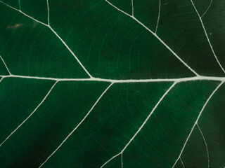 Leaf Wallpaper, Green Leaf Backdrop, Leaf Texture, Abstract Green.