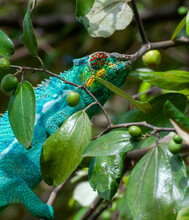 Colorful Chameleon Of Madagascar Hidden On A Tree