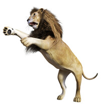Lion In Front Of White Background
