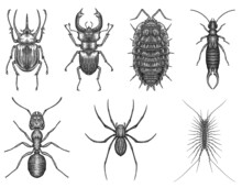 Black And White Engrave Isolated Insects Illustration