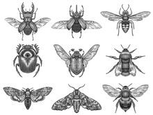 Black And White Engrave Isolated Insects Illustration