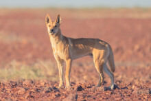 Wild Dingo (Canis Lupus) In Rocky, Gibber Habitat Of South Australia