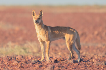 wild dingo (canis lupus) in rocky, gibber habitat of south australia