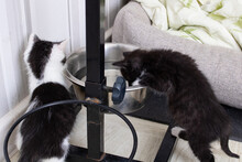 Two Small Kittens Drinks Water From A Dog Bowl