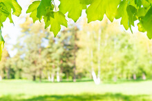 Green Maple Leaves In Sunny Forest With Green Grass