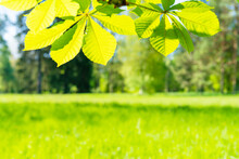 Green Chestnut Leaves In Sunny Forest With Green Grass