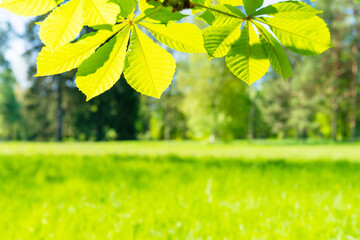 Green chestnut leaves in sunny forest with green grass