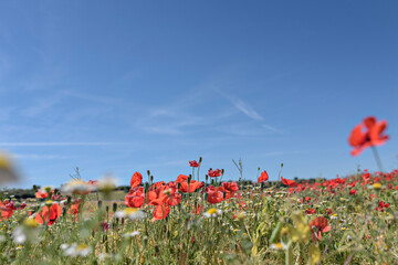 Wall Mural - Red poppy flowers in the field. Meadow of wildflowers with poppies against the sky in spring.